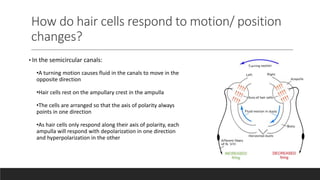 How do hair cells respond to motion/ position
changes?
• In the semicircular canals:
•A turning motion causes fluid in the canals to move in the
opposite direction
•Hair cells rest on the ampullary crest in the ampulla
•The cells are arranged so that the axis of polarity always
points in one direction
•As hair cells only respond along their axis of polarity, each
ampulla will respond with depolarization in one direction
and hyperpolarization in the other
 