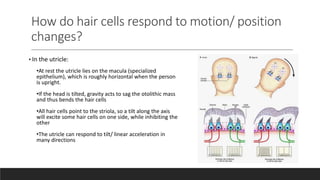 How do hair cells respond to motion/ position
changes?
• In the utricle:
•At rest the utricle lies on the macula (specialized
epithelium), which is roughly horizontal when the person
is upright.
•If the head is tilted, gravity acts to sag the otolithic mass
and thus bends the hair cells
•All hair cells point to the striola, so a tilt along the axis
will excite some hair cells on one side, while inhibiting the
other
•The utricle can respond to tilt/ linear acceleration in
many directions
 