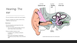 Hearing- The
ear
• The ear transduces sounds into neural signals
• The ear is divided into 3 parts: external ear;
middle ear and inner ear
External ear
• The first thing the sound wave hits is the
external ear/ pinna
• This is an elastic fibrocartilage structure
which helps collect sound waves
• External auditory meatus/ canal:
• S-shaped curve, leading to tympanic
membrane
• Both canal and tympanic membrane
supplied by sensory fibers of the CNX and
CNV
Air filled Air filled fluid filled
 