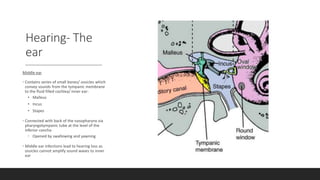 Hearing- The
ear
Middle ear
• Contains series of small bones/ ossicles which
convey sounds from the tympanic membrane
to the fluid filled cochlea/ inner ear:
• Malleus
• Incus
• Stapes
• Connected with back of the nasopharynx via
pharyngotympanic tube at the level of the
inferior concha
• Opened by swallowing and yawning
• Middle ear infections lead to hearing loss as
ossicles cannot amplify sound waves to inner
ear
 