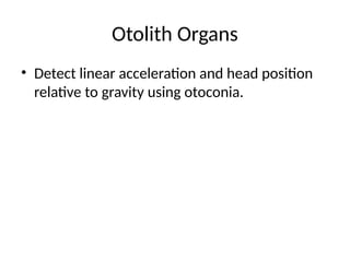 Otolith Organs
• Detect linear acceleration and head position
relative to gravity using otoconia.
 