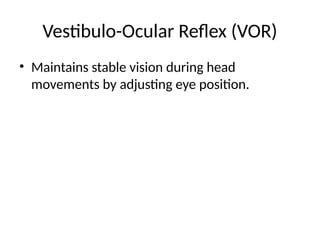 Vestibulo-Ocular Reflex (VOR)
• Maintains stable vision during head
movements by adjusting eye position.
 