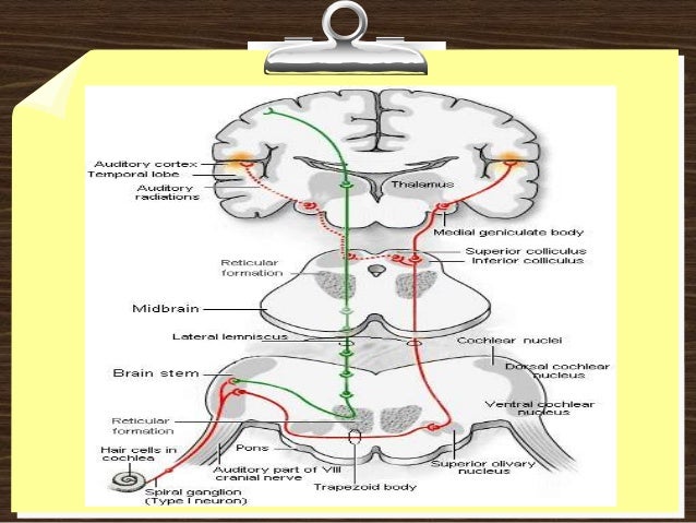 Vestibulocochlear nerve 8