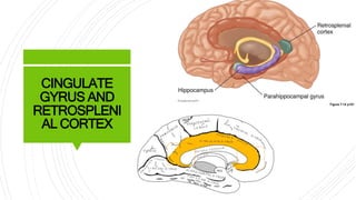 Vestibulocognitive interaction | PPTX