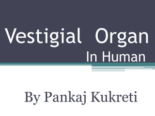 Vestigial Organ
In Human
By Pankaj Kukreti
 