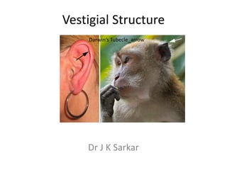 Vestigial Structure
    Darwin’s Tubecle_arrow




    Dr J K Sarkar
 