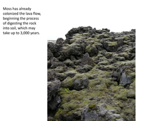 Moss has already
colonized the lava flow,
beginning the process
of digesting the rock
into soil, which may
take up to 3,000 years.
 