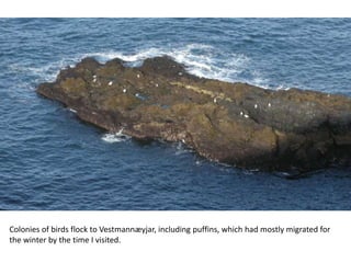 Colonies of birds flock to Vestmannæyjar, including puffins, which had mostly migrated for
the winter by the time I visited.
 
