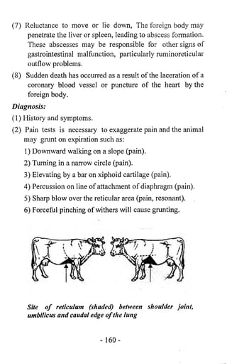 (7) Reluctance to move or lie down, The foreign body may 
penetrate the liver or spleen, leading to abscess formation. 
These abscesses may be responsible for other signs of 
gastrointestinal malfunction, particularly ruminoreticular 
outflow problems. 
(8) Sudden death has occurred as a result of the laceration of a 
coronary blood vessel or puncture of the heart by the 
foreign body. 
Diagnosis: 
(1) History and symptoms. 
(2) Pain tests is necessary to exaggerate pain and the animal 
may grunt on expiration such as: 
1) Downward walking on a slope (pain). 
2) Turning in a narrow circle (pain). 
3) Elevating by a bar on xiphoid cartilage (pain). 
4) Percussion on line of attachment of diaphragm (pain). 
5) Sharp blow over the reticular area (pain, resonant). 
6) Forceful pinching of withers will cause grunting. 
Site of reticulum (shaded) between shoulder joint, 
umbilicus and caudal edge of the lung 
- 160- 
 