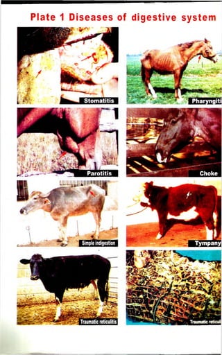 Plate 1 Diseases of digestive system 
 