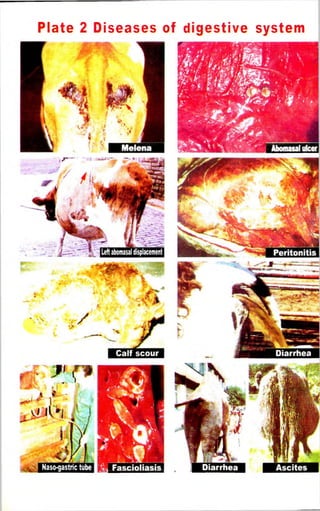 Plate 2 Diseases of digestive system 
 