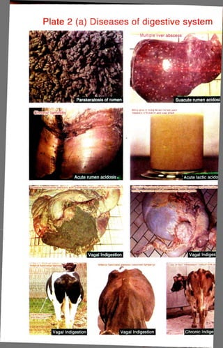 Plate 2 (a) Diseases of digestive system 
Milky gray or milky brown rumen juice 
Absence of flotation and sour smell 
 