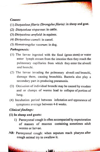 Causes: 
(1) Dictycolous filaria (Strongylus filaria): in sheep and goat. 
(2) Dictycoluus vivparous: in cattle. 
(3) Dictycolous arnfeld: in equines. 
(4) Dictycolous cameli: in camel. 
(5) Hemotrongylus vasorum: in dog. 
Pathogenesis: 
(1) The larvae ingested with the food (grass stem) or water 
enter lymph stream from the intestine then they reach the 
pulmonary capillaries from which they enter the alveoli 
and bronchi. 
(2) The larvae invading the pulmonary alveoli and bronchi, 
damage them, causing bronchitis. Bacteria also play a 
secondary part in producing pneumonia. 
(3) Occiusion of individual bronchi may be caused by exudate 
and or clumps o f worms lead to collapse of portion of 
lung. 
(4) Incubation period between infestation and appearance of 
symptoms average between 4-8 weeks. 
Clinical findings: 
(1) In sheep and goats: 
1) Paroxysmal cough is often accompanied by expectoration 
o f masses o f mucous containing sometimes adult 
worms or larvae. 
AIB: Paroxysmal cough: when seputum reach pharynx after 
cough animal try to swallow it. 
 