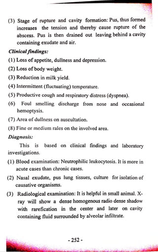 (3) Stage of rupture and cavity formation: Pus, thus formed 
increases the tension and thereby cause rupture of the 
abscess. Pus is then drained out leaving behind a cavity 
containing exudate and air. 
Clinical findings: 
(1) Loss o f appetite, dullness and depression. 
(2) Loss of body weight. 
(3) Reduction in milk yield. 
(4) Intermittent (fluctuating) temperature. 
(5) Productive cough and respiratory distress (dyspnea). 
(6) Foul smelling discharge from nose and occasional 
hemoptysis. 
(7) Area of dullness on auscultation. 
(8) Fine or medium rales on the involved area. 
Diagnosis: 
This is based on clinical findings and laboratory 
investigations. 
(1) Blood examination: Neutrophilic leukocytosis. It is more in 
acute cases than chronic cases. 
(2) Nasal exudate, pus lung tissues, culture for isolation of 
causative organisms. 
(3) Radiological examination: It is helpful in small animal. X-ray 
will show a dense homogenous radio dense shadow 
with rarefication in the center and later on cavity 
containing fluid surrounded by alveolar infiltrate. 
 