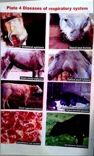 Plate 4 Diseases of respiratory system 
 