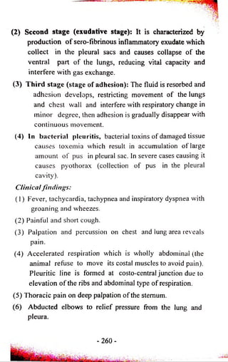 (2) Second stage (exudative stage): It is characterized by 
production o f sero-fibrinous inflammatory exudate which 
collect in the pleural sacs and causes collapse o f the 
ventral part o f the lungs, reducing vital capacity and 
interfere with gas exchange. 
(3) T h ird stage (stage of adhesion): The fluid is resorbed and 
adhesion develops, restricting movement of the lungs 
and chest wall and interfere with respiratory change in 
minor degree, then adhesion is gradually disappear with 
continuous movement. 
(4) In b ac te ria l pleuritis, bacterial toxins o f damaged tissue 
causes toxemia which result in accumulation o f large 
amount o f pus in pleural sac. In severe cases causing it 
causes pyothorax (collection o f pus in the pleural 
cavity). 
Clinical findings: 
(1) Fever, tachycardia, tachypnea and inspiratory dyspnea with 
groan in g and wheezes. 
(2) Painful and short cough. 
(3) Palpation and percussion on chest and lung area reveals 
pain. 
(4) A ccelerated respiration which is wholly abdominal (the 
animal refuse to move its costal muscles to avoid pain). 
Pleuritic line is formed at costo-central junction due to 
elevation o f the ribs and abdominal type o f respiration. 
(5) Thoracic pain on deep palpation o f the sternum. 
(6) Abducted elbows to relief pressure from the lung and 
pleura. 
- 2 6 0 - 
 