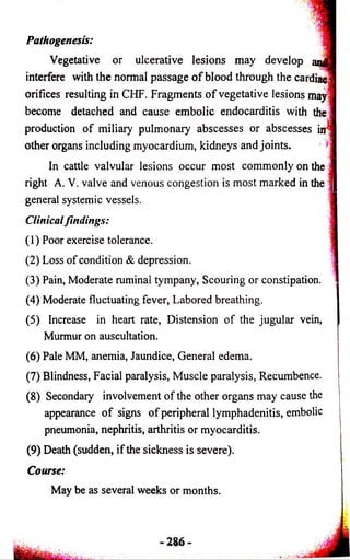 Pathogenesis: j 
Vegetative or ulcerative lesions may develop and-1 
interfere with the normal passage o f blood through the cardiac 1 
orifices resulting in CHF. Fragments o f vegetative lesions may 1 
become detached and cause embolic endocarditis with the I 
production of miliary pulmonary abscesses or abscesses in | 
other organs including myocardium, kidneys and joints. 1 
In cattle valvular lesions occur most commonly on the 1 
right A. V. valve and venous congestion is most marked in the j| 
general systemic vessels. 1 
Clinical findings: 
(1) Poor exercise tolerance. 1 
(2) Loss of condition & depression. 1 
(3) Pain, Moderate ruminal tympany, Scouring or constipation. 
(4) Moderate fluctuating fever, Labored breathing. 
(5) Increase in heart rate, Distension of the jugular vein, 
Murmur on auscultation. 
(6) Pale MM, anemia, Jaundice, General edema. 
(7) Blindness, Facial paralysis, Muscle paralysis, Recumbence. 
(8) Secondary involvement of the other organs may cause the 
appearance o f signs o f peripheral lymphadenitis, embolic 
pneumonia, nephritis, arthritis or myocarditis. 
(9) Death (sudden, if the sickness is severe). 
Course: 
May be as several weeks or months. 
 