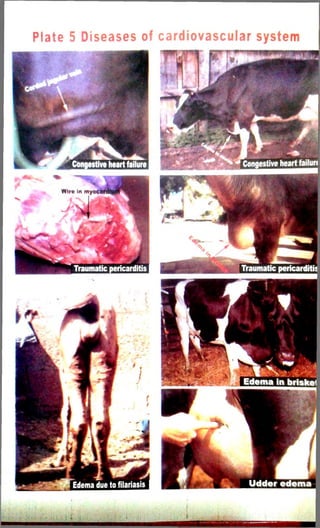 Plate 5 Diseases of cardiovascular system 
 