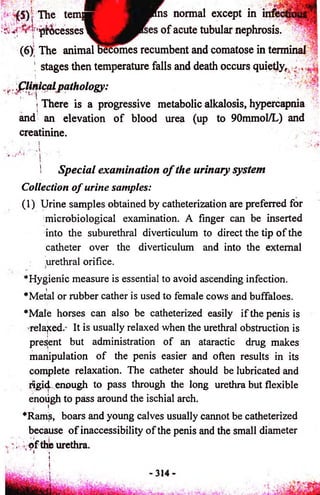 '-■1 
■ P ' Wr ' (5) The tem w ^ ^ B n n s normal except in infections 
■ ? ^ f processes o f acute tubular nephrosis. 
(6) The animal becomes recumbent and comatose in terminal 
! stages then temperature falls and death occurs quietly, 
-' ■ i 
,,,;flinical pathology: 
* ■ I 
i There is a progressive metabolic alkalosis, hypercapnia 
and an elevation o f blood urea (up to 90mmol/L) and 
creatinine. 
! Sp ecia l examination o f the urinary system 
Collection o f urine samples: 
(1) Urine samples obtained by catheterization are preferred for 
microbiological examination. A finger can be inserted 
into the suburethral diverticulum to direct the tip o f the 
catheter over the diverticulum and into the external 
urethral orifice. 
*Hygienic measure is essential to avoid ascending infection. 
 *Metal or rubber cather is used to female cows and buffaloes. 
*Male horses can also be catheterized easily if the penis is 
related.- It is usually relaxed when the urethral obstruction is 
present but administration of an ataractic drug makes 
manipulation of the penis easier and often results in its 
complete relaxation. The catheter should be lubricated and 
rigid enough to pass through the long urethra but flexible 
enough to pass around the ischial arch. 
, f 
*Rams, boars and young calves usually cannot be catheterized 
because o f inaccessibility of the penis and the small diameter 
; o7< f th‘ie urethra. j 
i i . J 
 