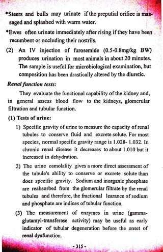 ♦Steers and bulls may urinate if the preputial orifice is mas­saged 
and splashed with warm water. 
' ' '.JK 
*Ewes often urinate immediately after rising if they have been ! 
recumbent or occluding their nostrils. 
(2) An IV injection o f furosemide (0.5-0.8mg/kg BW) 
produces urination in most animals in about 20 minutes. 
The sample is useful for microbiological examination, but 
composition has been drastically altered by the diuretic. 
Renal function tests: 
They evaluate the functional capability o f the kidney and, 
in general assess blood flow to the kidneys, glomerular 
filtration and tubular function. 
(1) Tests of urine: 
1) Specific gravity of urine to measure the capacity of renal 
tubules to conserve fluid and excrete solute. For most 
species, normal specific gravity range is 1.028- 1.032. In 
chronic renal disease it decreases to about 1.010 but it 
increased in dehydration. 
2) The urine osmolality gives a more direct assessment of 
the tubule's ability to conserve or excrete solute than 
does specific gravity. Sodium and inorganic phosphate 
are reabsorbed from the glomerular filtrate by the renal 
tubules and therefore, the fractional learance of sodium 
and phosphate are indices of tubular function. 
(3) The measurement of enzymes in urine (gamma-glutamyl- 
transferase activity) may be useful as early 
indicator of tubular degeneration before the onset of 
renal dysfunction. 
 