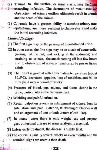 (2) Trauma to the urethra, or urine stasis, may fad 
• ^ ascending infection. The destruction o f renal tissue 
obstruction o f urinary outflow ultimately result in uremii 
and the death o f the animal. 
(3) C. renale have a greater ability to attach to urinary tracl 
; ' epithelium, are more resistant to phagocytosis and make 
the initial ascending infection. 
Clinical findings: 
(1) The first sign may be the passage o f blood-stained urine. 
(2) In other cases, the first sign may be an attack o f acute colic, 
(raising o f the tail, and kicking at the abdomen) and 
straining to urinate, the attack passing o ff in a few hours 
due to obstruction o f ureter or renal calyx by pus or tissue 
debris. 
(3) The onset is gradual with a fluctuating temperature (about 
39.5°C), decreases appetite, loss o f condition, and fall in 
milk yield over a period o f weeks. 
(4) Presence o f blood, pus, mucus, and tissue debris in the 
urine, particularly in the last urine part. 
(5) Dribbling and painful urination. 
(6) Rectal palpation reveals an enlargement o f kidney, loss its 
lobulation and pain. Later on, thickening o f bladder wall 
and enlargement o f one or both ureters (Cord-like). 
(7) In many cases there is only weight loss and susped 
gastrointestinal disease so urine analysis is essential. 
(8) Unless early treatment, the disease is highly fatal. 
(9) The course is usually several weeks or even months and the 
terminal signs are uremia then death. 
 
