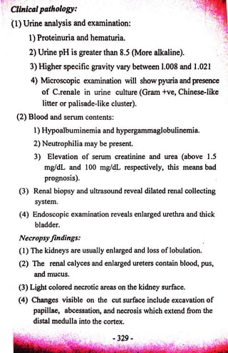 Clinical pathology: 
(1) Urine analysis and examination: 
1) Proteinuria and hematuria. 
2) Urine pH is greater than B.5 (More alkaline). 
3) Higher specific gravity vary between 1.008 and 1.021 
4) Microscopic examination will show pyuria and presence 
o f C.renale in urine culture (Gram +ve, Chinese-like 
litter or palisade-like cluster). 
(2) Blood and serum contents: 
1) Hypoalbuminemia and hypergammaglobulinemia. 
2) Neutrophilia may be present. 
3) Elevation of serum creatinine and urea (above 1.5 
mg/dL and 100 mg/dL respectively, this means bad 
prognosis). 
(3) Renal biopsy and ultrasound reveal dilated renal collecting 
system. 
(4) Endoscopic examination reveals enlarged urethra and thick 
bladder. 
Necropsy findings: 
(1) The kidneys are usually enlarged and loss of lobulation. 
(2) The renal calyces and enlarged ureters contain blood, pus, 
and mucus. 
(3) Light colored necrotic areas on the kidney surface. 
(4) Changes visible on the cut surface include excavation of 
papillae, abcessation, and necrosis which extend from the 
distal medulla into the cortex. 
 
