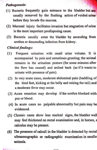 Pathogenesis: 
(1) Bacteria frequently gain entrance to the bladder but 
usually removed by the flushing action o f voided urine 
before they invade the mucosa. 
(2) Mucosal injury facilitates invasion but stagnation o f urine 
is the most important predisposing cause. 
(3) Bacteria usually enter the bladder by ascending from 
urethra or descending infection from kidney. 
Clinical findings: 
(1) Frequent urination with small urine volume. It is 
accompanied by pain and sometimes grunting; the animal 
remains in the urination posture (for some minutes after 
the flow has ceased) and arched back (as if it wants to 
urinate with presence o f pain). 
(2) In very acute cases, moderate abdominal pain (baddling o f 
the hind feet, kicking at the belly and raising the tail) and 
a moderate fever may occur. 
(3) Acute retention may develop if the urethra blocked with 
pus or blood. 
(4) In acute cases no palpable abnormality but pain may be 
evidenced. 
(5) Chronic cases show less marked signs, the bladder wall 
may feel thickened on rectal examination and, in horses, a 
calculus may be present. 
(6) The presence o f calculi in the bladder is detected by rectal 
ultrasonographic or radiographic examination in smallei 
animals. 
 