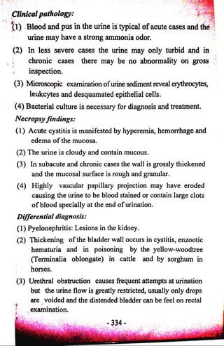 Clinical pathology: 
f l ) Blood and pus in the urine is typical o f acute cases and die 
urine may have a strong ammonia odor. 
(2) In less severe cases the urine may only turbid and in 
; chronic cases there may be no abnormality on gross i ’ 
inspection. 
(3) Microscopic examination of urine sediment reveal erythrocytes, 
leukcytes and desquamated epithelial cells. 
(4) Bacterial culture is necessary for diagnosis and treatment. 
Necropsy findings: 
(1) Acute cystitis is manifested by hyperemia, hemorrhage and 
edema of the mucosa. 
(2) The urine is cloudy and contain mucous. 
(3) In subacute and chronic cases the wall is grossly thickened 
and the mucosal surface is rough and granular. 
(4) Highly vascular papillary projection may have eroded 
causing the urine to be blood stained or contain large clots 
of blood specially at the end of urination. 
Differential diagnosis: 
(1) Pyelonephritis: Lesions in the kidney. 
{2} Thickening of the bladder wall occurs in cystitis, enzootic 
hematuria and in poisoning by the yellow-woodtree 
(Terminalia oblongate) in cattle and by sorghum in 
horses. 
(3) Urethral obstruction causes frequent attempts at urination 
but the urine flow is greatly restricted, usually only drops 
are voided and the distended bladder can be feel on rectal 
examination. 
 