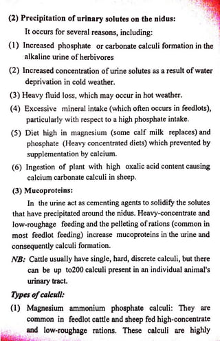 (2) Precipitation o f urinary solutes on the nidus: 
It occurs for several reasons, including: 
(1) Increased phosphate or carbonate calculi formation in the 
alkaline urine o f herbivores 
(2) Increased concentration o f urine solutes as a result o f water 
deprivation in cold weather. 
(3) Heavy fluid loss, which may occur in hot weather. 
(4) Excessive mineral intake (which often occurs in feedlots), 
particularly with respect to a high phosphate intake. 
(5) Diet high in magnesium (some calf milk replaces) and 
phosphate (Heavy concentrated diets) which prevented by 
supplementation by calcium. 
(6) Ingestion o f plant with high oxalic acid content causing 
calcium carbonate calculi in sheep. 
(3) Mucoproteins: 
In the urine act as cementing agents to solidify the solutes 
that have precipitated around the nidus. Heavy-concentrate and 
low-roughage feeding and the pelleting o f rations (common in 
most feedlot feeding) increase mucoproteins in the urine and 
consequently calculi formation. 
NB: Cattle usually have single, hard, discrete calculi, but there 
can be up to200 calculi present in an individual animal's 
urinary tract. 
Types o f calculi: 
(1) Magnesium ammonium phosphate calculi: They are 
common in feedlot cattle and sheep fed high-concentrate 
low-roughage rations. These calculi are highly 
 
