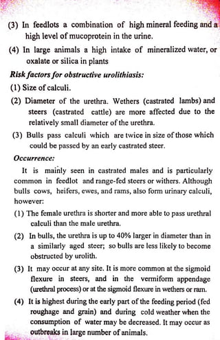 (3) In feedlots a combination o f high mineral feeding and 
high level o f mucoprotein in the urine. 
(4) In large animals a high intake o f mineralized water, or 
oxalate or silica in plants 
Risk fa c to rs fo r obstructive urolithiasis: 
(1) Size o f calculi. 
(2) Diameter o f the urethra. Wethers (castrated lambs) and 
steers (castrated cattle) are more affected due to the 
relatively small diameter o f the urethra. 
(3) Bulls pass calculi which are twice in size o f those which 
could be passed by an early castrated steer. 
Occurrence: 
It is mainly seen in castrated males and is particularly 
common in feedlot and range-fed steers or withers. Although 
bulls cows, heifers, ewes, and rams, also form urinary calculi, 
however: 
(1) The female urethra is shorter and more able to pass urethral 
calculi than the male urethra. 
(2) In bulls, the urethra is up to 40% larger in diameter than in 
a similarly aged steer; so bulls are less likely to become 
obstructed by urolith. 
(3) It may occur at any site. It is more common at the sigmoid 
flexure in steers, and in the vermiform appendage 
(urethral process) or at the sigmoid flexure in wethers or ram. 
(4) It is highest during the early part o f the feeding period (fed 
roughage and grain) and during cold weather when the 
consumption o f water may be decreased. It may occur as 
; outbreaks in large number o f animals. 
 