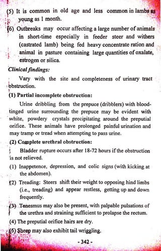 (5) It is common in old age and less common in lambs/1 
ite. young as 1 month. 
516) Outbreaks may occur affecting a large number o f animals 
in short-time especially in feeder steer and withers 
(castrated lamb) being fed heavy concentrate ration and 
animal in pasture containing large quantities o f oxalate, 
estrogen or silica. 
Clinical findings: 
Vary with the site and completeness o f urinary tract 
? obstruction. 
(1) Partial incomplete obstruction: 
Urine dribbling from the prepuce (dribblers) with blood-tinged 
urine surrounding the prepuce may be evident with 
white, powdery crystals precipitating around the preputial 
orifice. These animals have prolonged painful urination and 
may tramp or tread when attempting to pass urine. 
(2) Complete urethral obstruction: 
| Bladder rupture occurs after 18-72 hours if the obstruction 
is not relieved. 
(1) Inappetence, depression, and colic signs (with kicking at 
the abdomen). 
£2) Treading: Steers shift their weight to opposing hind limbs 
(i.e., treading) and appear restless, getting up and down 
frequently. 
i f y Tenesmus may also be present, with palpable pulsations of 
f the urethra and straining sufficient to prolapse the rectum. 
(4) The preputial orifice hairs are dry. 
r f(5) $heep may also exhibit tail wriggling. 
 