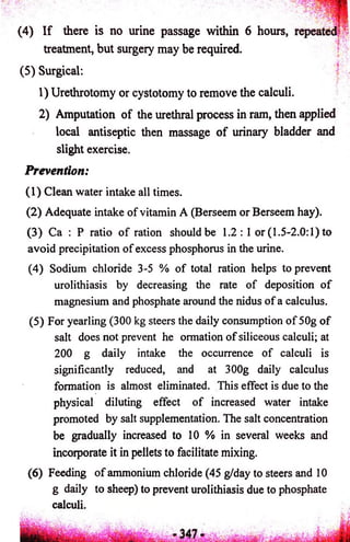 (4) I f there is no urine passage within 6 hours, 
treatment, but surgery may be required. 
(5) Surgical: 
1) Urethrotomy or cystotomy to remove the calculi. 
2) Amputation of the urethral process in ram, then applied 
local antiseptic then massage o f urinary bladder and 
slight exercise. 
Prevention: 
(1) Clean water intake all times. 
(2) Adequate intake of vitamin A (Berseem or Berseem hay). 
(3) Ca : P ratio of ration should be 1.2: 1 or (1.5-2.0:1) to 
avoid precipitation of excess phosphorus in the urine. 
(4) Sodium chloride 3-5 % of total ration helps to prevent 
urolithiasis by decreasing the rate of deposition of 
magnesium and phosphate around the nidus of a calculus. 
(5) For yearling (300 kg steers the daily consumption of 50g of 
salt does not prevent he ormation of siliceous calculi; at 
200 g daily intake the occurrence of calculi is 
significantly reduced, and at 300g daily calculus 
formation is almost eliminated. This effect is due to the 
physical diluting effect of increased water intake 
promoted by salt supplementation. The salt concentration 
be gradually increased to 10 % in several weeks and 
incorporate it in pellets to facilitate mixing. 
(6) Feeding of ammonium chloride (45 g/day to steers and 10 
g daily to sheep) to prevent urolithiasis due to phosphate 
calculi. 
 