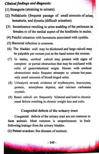Clinical findings and diagnosis: 
(1) Stranguria (straining to urinate). 
(2) Pollakiuria (frequent passage o f small amounts o f urine, 
hematuria, and dysuria (difficult urination). 
(3) Incontinence resulting in urine scalding of the perineum in 
females or o f the medial aspect o f the hindlimbs in males. 
(4) Painful urination with hematuria associated with cystitis. 
(5) Bacterial infection is common. 
(6) The bladder wall may be thickened and large calculi may 
be palpable per rectum just as the hand enters the rectum. 
(7) In males, urethral calculi may present with signs of 
complete or partial obstruction that may be confused with 
colic of gastrointestinal origin. Horses with urethral 
obstructions make frequent attempts to urinate but pass 
only small amounts of blood-tinged urine. 
(8) Urinalysis reveals evidence of erythrocytes, leucocytes, 
protein, amorphous depress, and calcium carbonate 
crystals. 
(9) Renal calculi are frequently bilateral and lead to chronic 
renal failure resulting in chronic weight loss and colic. 
Congenital defects of the urinary tract 
Congenital defects of the urinary tract are not common in 
farm animals. Most common is uroperitoneum in foals 
following leakage from the urinary bladder. 
(I) Patent urachus: See diseases of neobom. 
 