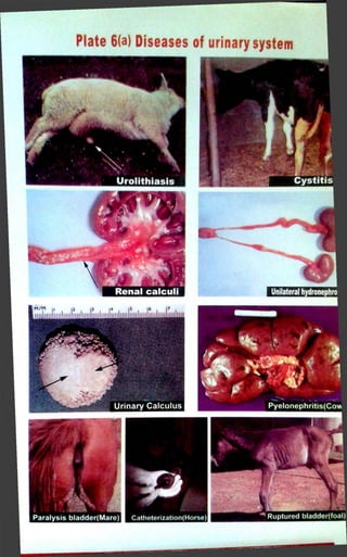 Plate 6(a) Diseases of urinary system 
 