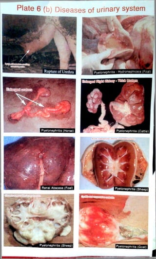 Plate 6 (b) Diseases of urinary system 
 
