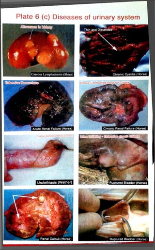 Plate 6 (c) Diseases of urinary system 
 