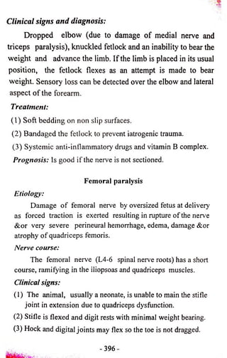Clinical signs and diagnosis: 
Dropped elbow (due to damage o f medial nerve and 
triceps paralysis), knuckled fetlock and an inability to bear the 
weight and advance the limb. I f the limb is placed in its usual 
position, the fetlock flexes as an attempt is made to bear 
weight. Sensory loss can be detected over the elbow and lateral 
aspect o f the forearm. 
Treatment: 
(1) Soft bedding on non slip surfaces. 
(2) Bandaged the fetlock to prevent iatrogenic trauma. 
(3) Systemic anti-inflammatory drugs and vitamin B complex. 
Prognosis: Is good if the nerve is not sectioned. 
Femoral paralysis 
Etiology: 
Damage o f femoral nerve by oversized fetus at delivery 
as forced traction is exerted resulting in rupture of the nerve 
&or very severe perineural hemorrhage, edema, damage &or 
atrophy o f quadriceps femoris. 
Nerve course: 
The femoral nerve (L4-6 spinal nerve roots) has a short 
course, ramifying in the iliopsoas and quadriceps muscles. 
Clinical signs: 
(1) The animal, usually a neonate, is unable to main the stifle 
joint in extension due to quadriceps dysfunction. 
(2) Stifle is flexed and digit rests with minimal weight bearing. 
(3) Hock and digital joints may flex so the toe is not dragged. 
- 3 9 6 - 
 
