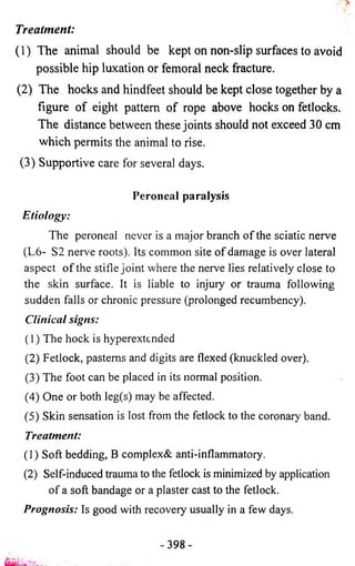 Treatment: 
(1) The animal should be kept on non-slip surfaces to avoid 
possible hip luxation or femoral neck fracture. 
(2) The hocks and hindfeet should be kept close together by a 
figure o f eight pattern o f rope above hocks on fetlocks. 
The distance between these joints should not exceed 30 cm 
which permits the animal to rise. 
(3) Supportive care for several days. 
Peroneal paralysis 
Etiology: 
The peroneal never is a major branch of the sciatic nerve 
(L6- S2 nerve roots). Its common site of damage is over lateral 
aspect o f the stifle joint where the nerve lies relatively close to 
the skin surface. It is liable to injury or trauma following 
sudden falls or chronic pressure (prolonged recumbency). 
Clinical signs: 
(1) The hock is hyperextended 
(2) Fetlock, pasterns and digits are flexed (knuckled over). 
(3) The foot can be placed in its normal position. 
(4) One or both leg(s) may be affected. 
(5) Skin sensation is lost from the fetlock to the coronary band. 
Treatment: 
(1) Soft bedding, B complex& anti-inflammatory. 
(2) Self-induced trauma to the fetlock is minimized by application 
of a soft bandage or a plaster cast to the fetlock. 
Prognosis: Is good with recovery usually in a few days. 
 