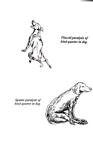 Spastic paralysis o f 
hind quarter in dog. 
 