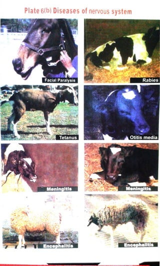 Plate 6(b) Diseases of nervous system 
 