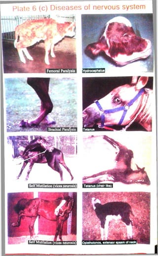 Plate 6 (c) Diseases of nervous system 
 