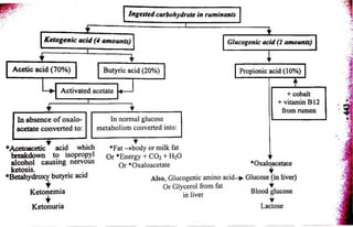 Ingested carbohydrate in ruminants 
 