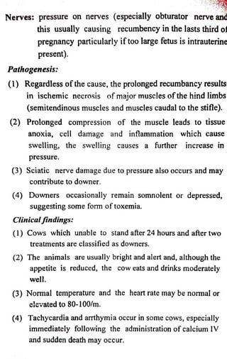 Nerves: pressure on nerves (especially obturator nerve and 
this usually causing recumbency in the lasts third ol 
pregnancy particularly if too large fetus is intrauterine 
present). 
Pathogenesis: 
(1) Regardless of the cause, the prolonged recumbancy results 
in ischemic necrosis of major muscles o f the hind limbs 
(semitendinous muscles and muscles caudal to the stifle). 
(2) Prolonged compression of the muscle leads to tissue 
anoxia, cell damage and inflammation which cause 
swelling, the swelling causes a further increase in 
pressure. 
(3) Sciatic nerve damage due to pressure also occurs and may 
contribute to downer. 
(4) Downers occasionally remain somnolent or depressed, 
suggesting some form of toxemia. 
Clinical findings: 
(1) Cows which unable to stand after 24 hours and after two 
treatments are classified as downers. 
(2) The animals are usually bright and alert and, although the 
appetite is reduced, the cow eats and drinks moderately 
well. 
(3) Normal temperature and the heart rate may be normal or 
elevated to 80-100/m. 
(4) Tachycardia and arrthymia occur in some cows, especially 
immediately following the administration of calcium IV 
and sudden death may occur. 
 