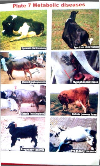 Plate 7 Metabolic diseases 
 