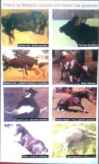 Plate 8 (a) Metabolic diseases and downer cow syndrome 
 