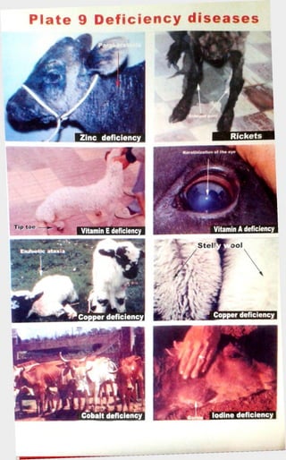 Plate 9 Deficiency diseases 
 