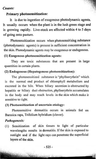 Causes: 
Primary photosensitization: 
It is due to ingestion of exogenous photodynamic agents. 
It usually occurs when the plant is in the lush green stage and 
is growing rapidly. Live-stock are affected within 4 to 5 days 
of going onto pasture. 
Photosensitization occurs when photosensitizing substance 
(photodynamic agents) is present in sufficient concentration in 
the skin. Photodynamic agents may be exogenous or endogenous. 
(1) Exogenous photosensitization agents: 
They are toxic substances that are present in large 
quantities in certain plants. 
(2) Endogenous (Hepatogenous photsensitization): 
The photosensitized substance is “phylloerythrin” which 
is the normal end product of chlorophyll metabolism and 
excreted in the bile. When biliary secretion is obstructed by 
hepatitis or biliary duct obstruction, phylloerythrin accumulates 
in the body and may reach levels in the skin which make it 
sensitive to light. 
(3) Photsensitization of uncertain etiology: 
Photosensitive dermatitis occurs in animals fed on 
Barssica rapa, Trifolium hybridium (clover). 
Pathogenesis: 
(1) Sensitization of skin tissues to light of particular 
wavelengths results in dermatitis. If the skin is exposed to 
sunlight and if the light rays can penetrate the superficial 
layers of the skin. 
-525- 
 