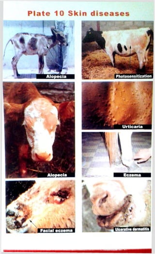 Plate 10 Skin diseases 
 