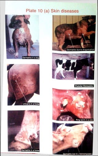 Plate 10 (a) Skin diseases 
 