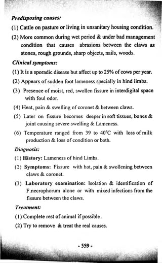 Predisposing causes: 
(1) Cattle on pasture or living in unsanitary housing condition. 
(2) More common during wet period & under bad management 
condition that causes abrasions between the claws as 
stones, rough grounds, sharp objects, nails, woods. 
Clinical symptoms: 
(1) It is a sporadic disease but affect up to 25% o f cows per year. 
(2) Appears o f sudden foot lameness specially in hind limbs. 
(3) Presence o f moist, red, swollen fissure in interdigital space 
with foul odor. 
(4) Heat, pain & swelling o f coronet & between claws. 
(5) Later on fissure becomes deeper in soft tissues, bones & 
joint causing severe swelling & Lameness. 
(6) Temperature ranged from 39 to 40°C with loss o f milk 
production & loss o f condition or both. 
Diagnosis: 
(1) History: Lameness o f hind Limbs. 
(2) Symptoms: Fissure with hot, pain & swollening between 
claws & coronet. 
(3) Laboratory examination: Isolation & identification o f 
F.necrophorum alone or with mixed infections from the 
fissure between the claws. 
Treatment: 
(1) Complete rest o f animal if possible . 
(2) Try to remove & treat the real causes. 
 